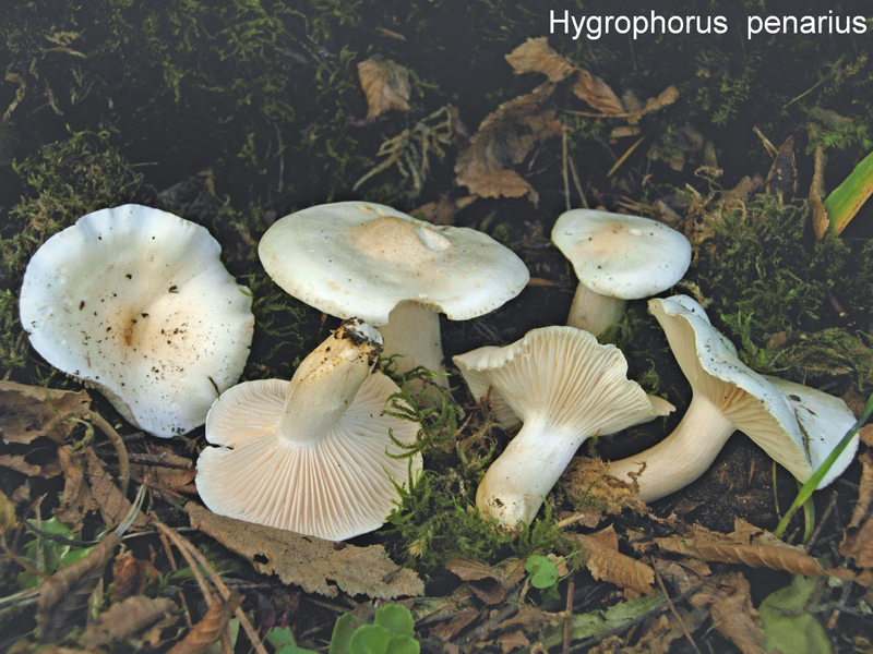 Hygrophorus penarius-amf933.jpg - Hygrophorus penarius ; Syn: Limacium penarium ; Nom français: Hygrophore de l'office